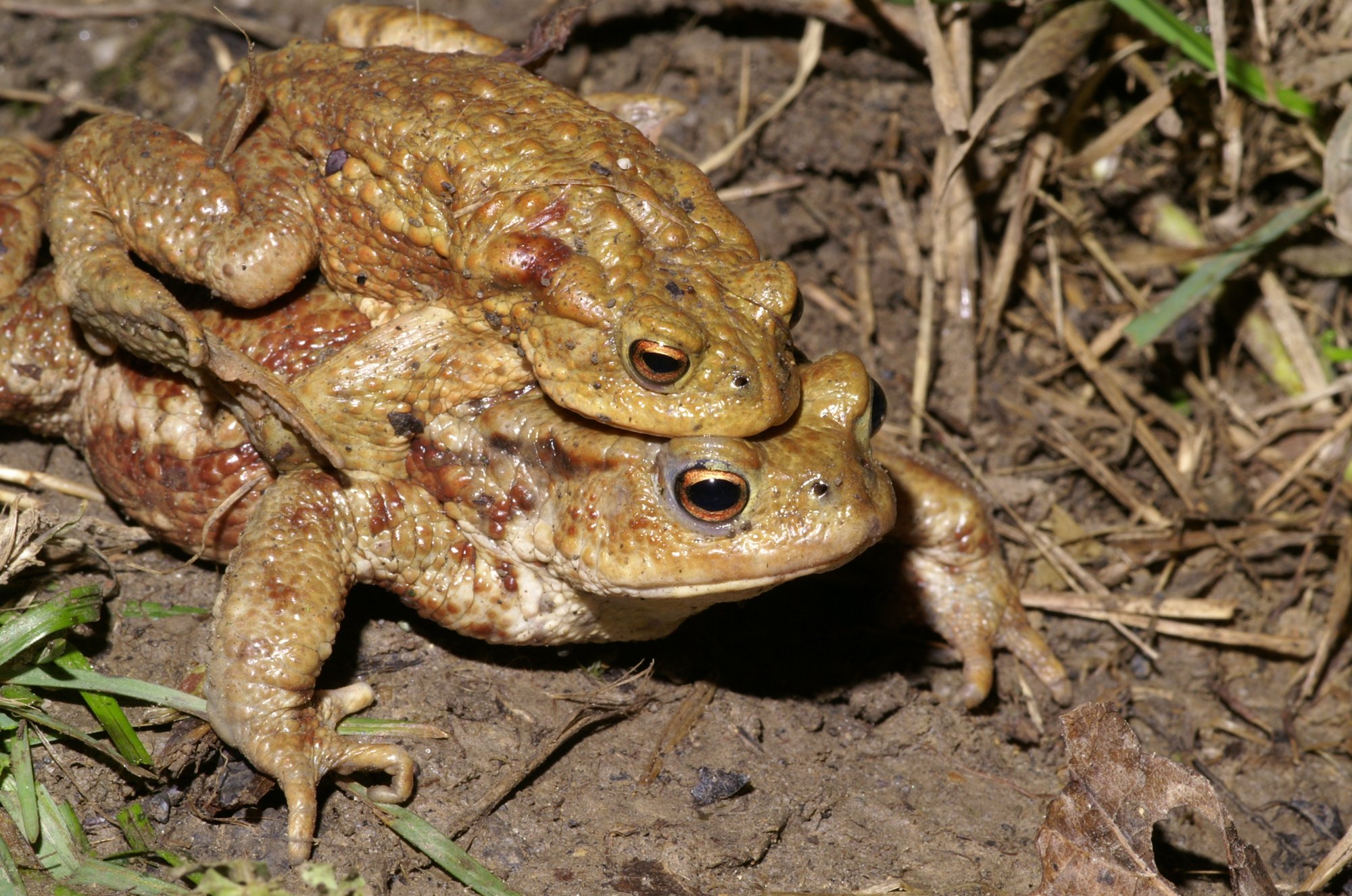 Zwei Erdkröten (Bufo bufo) übereinander auf feuchtem Waldboden während der Laichwanderung im Eigental