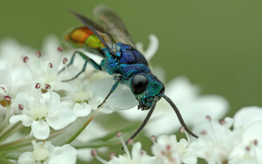 79 Wildbienenarten mitten im Dorf