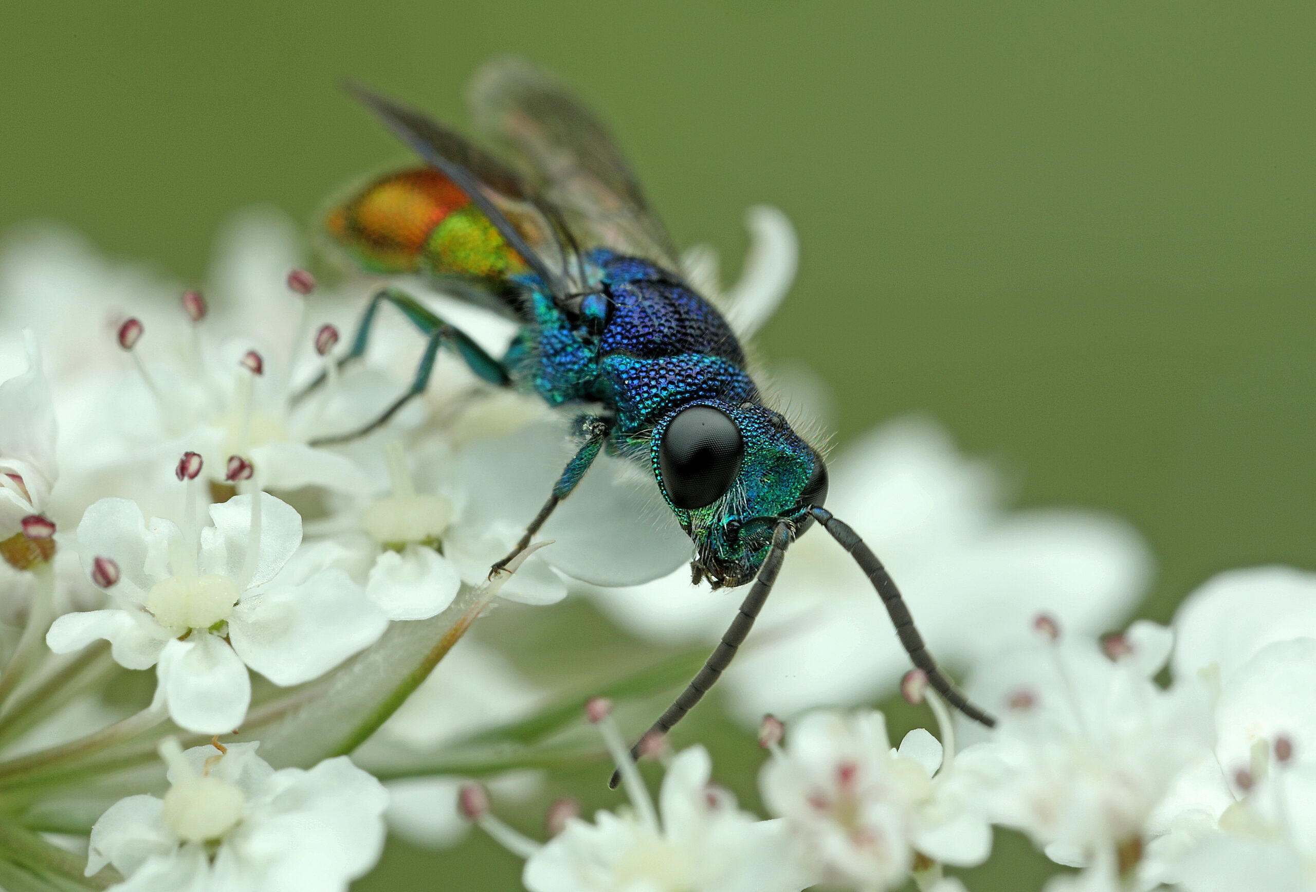 Metallisch blau-grün und rot schillernde Goldwespe (Chrysididae) auf einer weissen Doldenblüte im Gubel