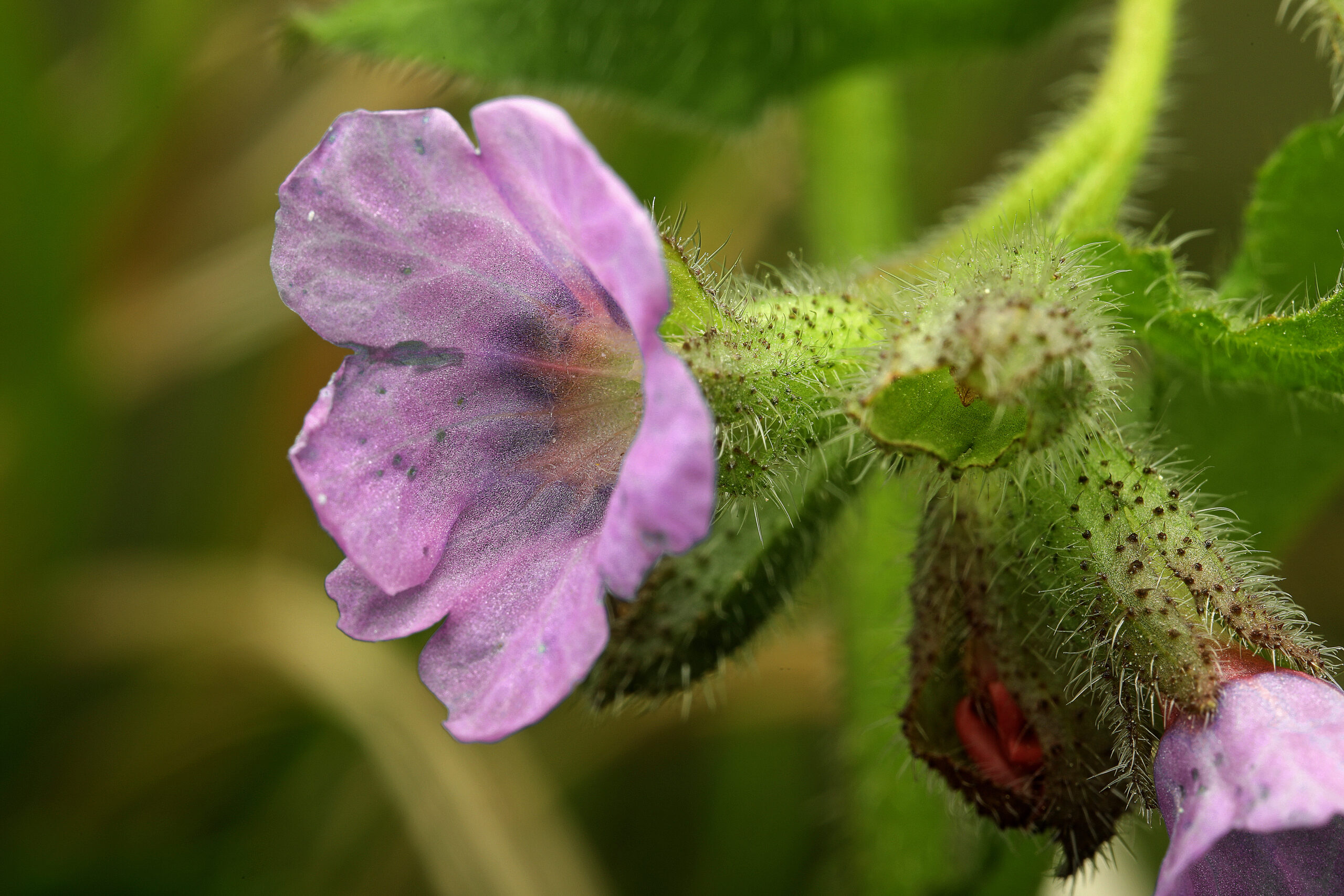 Rosa-violette Blüte des einheimischen Lungenkrauts (Pulmonaria officinalis) in Nahaufnahme
