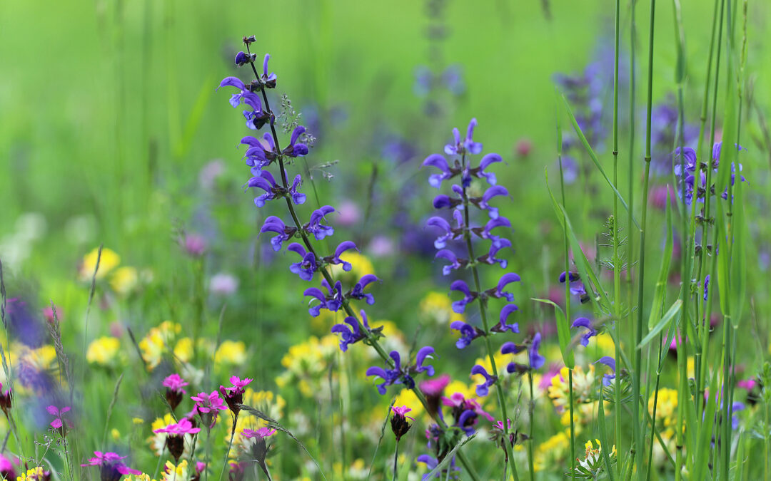 Trittsteingärten: Ihr Garten als Teil eines Netzes