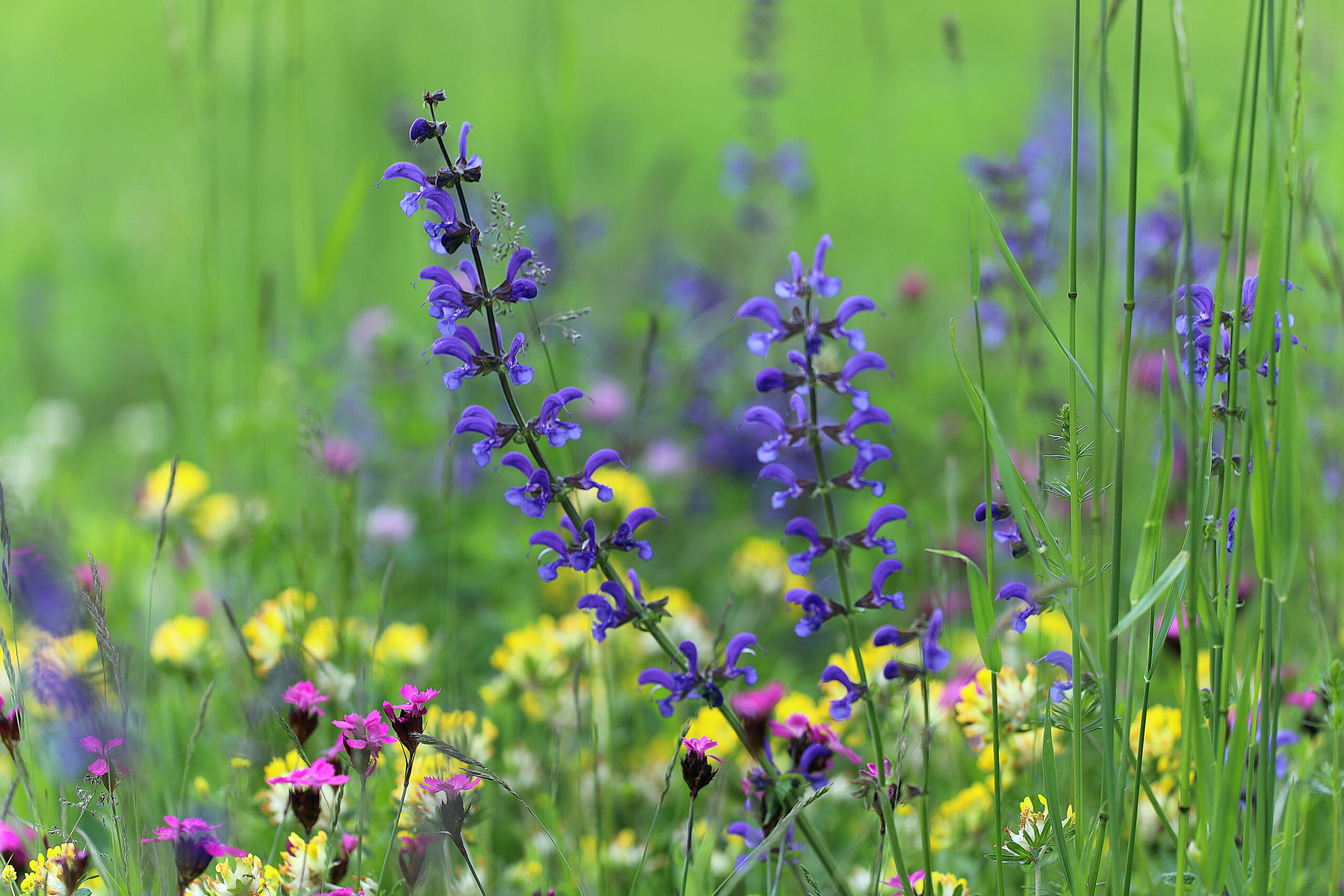 Artenreiche Blumenwiese mit violettem Wiesensalbei, gelbem Hornklee und rosa Nelken